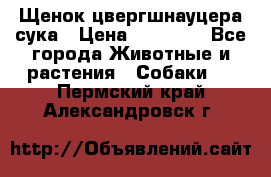 Щенок цвергшнауцера сука › Цена ­ 25 000 - Все города Животные и растения » Собаки   . Пермский край,Александровск г.